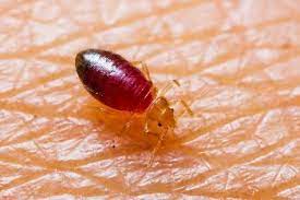 How To Get Rid Of Bed Bugs With Tea Tree Oil Bed Bugs Rid Of Bed Bugs Bed Bugs Treatment
