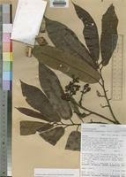 Image result for Pycnanthus