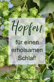 Wilder Hopfen Im Tee Und Im Hopfenkissen Fur Erholsamen Schlaf In 2020 Heilpflanzen Krauter Pflanzen Pflanzen