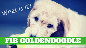 As puppies, they may be pushy or mouthy (want to chew on everything) or zoomy. What Is An F1b Mini Goldendoodle