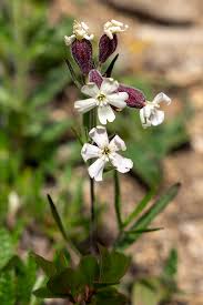 Image result for Silene