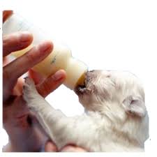 Now it's already time to wean them off formula and introduce solid foods. How To Wean Puppies Pet Az