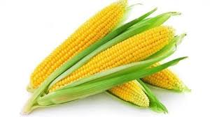 Apa saja manfaat jagung untuk penderita asam urat dan kolesterol? 7 Manfaat Jagung Bagi Kesehatan Bebas Gula Membantu Menurunkan Berat Badan Tribun Manado