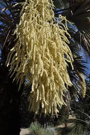 Image result for Triumfetta brachyceras