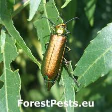 Image result for Tinnea vesiculosa