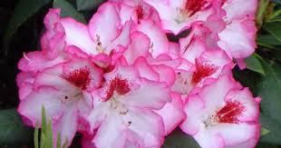 Hirsutum Info Rhododendron Hybrids X2f Cultivars 39 Hachmann 39 S Charmant 39 Rhododendron Wonderful Flowers Planting Flowers