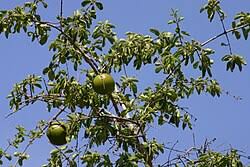 Image result for Strychnos gossweileri