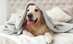 We cherish them as entertaining companions, and we love them deeply for the joy they bring to our lives. Pet Insurance Payment Options Broadway Pet Hospital