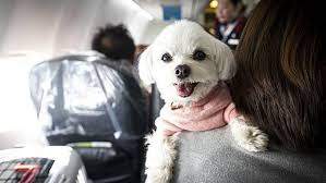 Reiseplanung fängt mit kayak an. American Airlines Revises Pet Friendly Policy For Passengers Who Fly With Their Emotional Support Animals Inside Edition