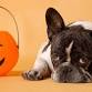 Barks & Boos event image