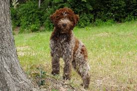 Puppies for which large sums of money are requested. Truffle Hunting Dogs Tracking Underground Treasure Using Trained Dogs