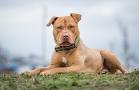 Types Of Pitbulls - The 5 Popular Pit Breeds ⋆ American ...