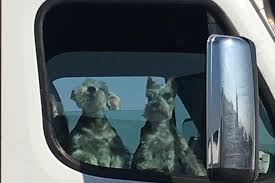 Things to do in los banos ca. Dog Friendly Activities In Los Banos Ca Bringfido