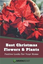 Best Christmas Flowers Plants Festive Looks For Your Home In 2020 Christmas Flowers Christmas Plants Christmas Flower Arrangements