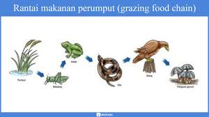 We did not find results for: Rantai Makanan Komponen Jenis Contoh Di 10 Habitat