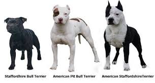 Pin By Alfred Williams On Beautiful Dogs Pitbull Terrier