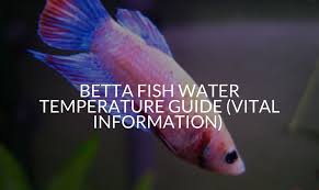 They can be found, and when they are present, a purlple betta fish will have a dark purple body with violet or orange fins. Betta Fish Water Temperature Guide Vital Information Betta Care Fish Guide