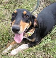 Black And Tan Coonhound For Sale In Sc Adopt Renee On Treeing Walker Coonhound Coonhound Humane Society