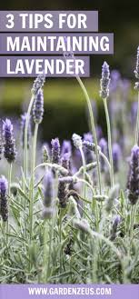 3 Tips For Maintaining Lavender Lavender Plant Care Lavender Garden Lavender Plant