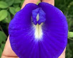 Image result for Clitoria ternatea