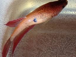 Are there signs of a dying fish? Help I Don T Know If My Betta Fish Is Sick Or Not But She Has This Black My Aquarium Club