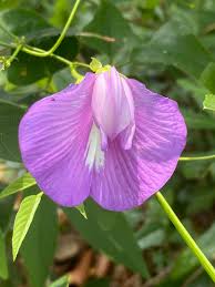 Image result for Centrosema