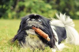 yaponskij hin foto drevnejshaya poroda komnatnyh sobak smotri bolshe http kot pes com yaponskij xin foto drevnejshaya poroda komnatnyx s dogs animals chi chi