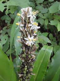 Image result for Chlorophytum macrophyllum