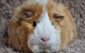 Viewers are constantly asking if ultrasonic pest repellers work. Articles On Pet Care Wellness
