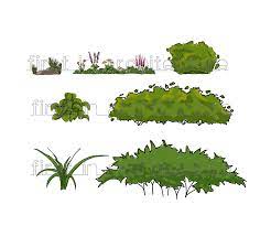 Sketch Up Components Sketchy Trees Plants Shrubs For Landscaping Shrubs