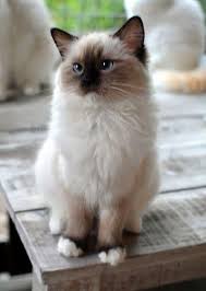 Seal Point Birman Kittens For Sale Seal Point Ragdoll Ragdollcatssealpoint Beautifulcats Cute Cats Pretty Cats Cute Animals