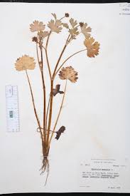 Image result for Pycreus muricatus