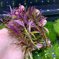 Image result for Limnophila
