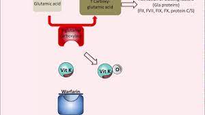 Patients on warfarin therapy should have the following explained: Warfarin Mechanism Of Action Youtube