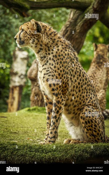 Cheetah hunting india hi-res stock photography and images - Alamy
