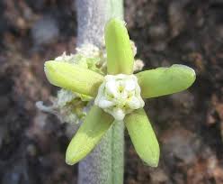 Image result for Cynanchum viminale