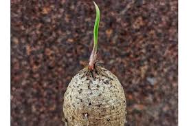 Image result for Eriospermum seineri