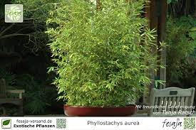 The genus is monophyletic and sister to thujopsis.members are commonly known as arborvitaes, (from latin for tree of life) thujas or cedars Goldrohr Bambus Phyllostachys Aurea Pflanze Fesaja Versand