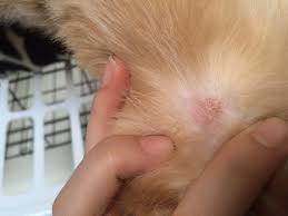 Image result for what do lice look like in dog fur
