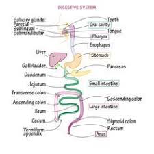 Pin On Anatomy
