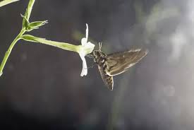 Air Pollution Affects How Moths Smell Flowers In 2020 Insect Species Moth Interesting Articles