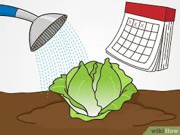 It is very easy to grow lettuce iceberg in your home garden to get a fresh harvest every time when you want to use it. How To Grow Iceberg Lettuce With Pictures Wikihow
