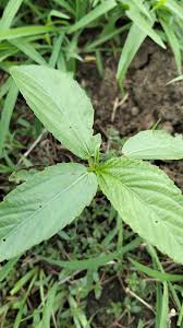 Image result for Corchorus schimperi