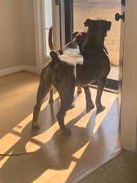 Image result for Stenostelma corniculatum