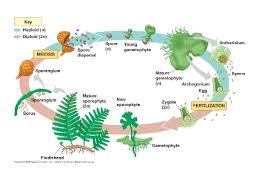 Both gametophytes and the next generation's new sporophytes develop on the sporophyte parent plant. Mosses Ferns And Lycopods Biol 1407 Nonvascular Plants