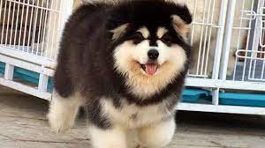 Bouncing Malamute Puppy Balls Malamute Puppies Malamute Puppies