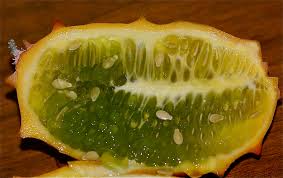Image result for Cucumis aetheocarpus
