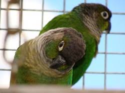 Green Cheek Conure Melbourne | Your New Best Friend