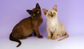 Burmese Cat Breed Information