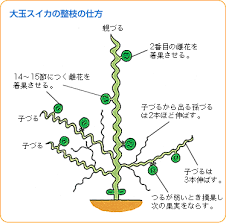 山田式家庭菜園教室 野菜栽培のポイント教えます タキイの野菜 タキイ種苗 スイカ 栽培 家庭菜園 園芸学